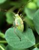 +bug+insect+pest+alfalfa+plant+bug+Adelphocoris+lineolatus+ clipart