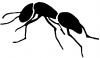 +bug+insect+pest+ant+1+ clipart