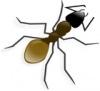 +bug+insect+pest+ant+ clipart