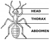 +bug+insect+pest+ant+diagram+ clipart