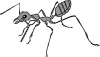 +bug+insect+pest+ant+large+BW+ clipart
