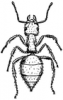 +bug+insect+pest+ant+large+slightly+hairy+ clipart