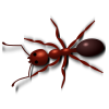 +bug+insect+pest+ant+red+2+ clipart