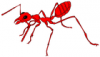 +bug+insect+pest+ant+red+ clipart