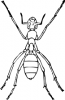 +bug+insect+pest+ant+spider+like+legs+ clipart