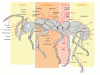 +bug+insect+pest+ant+worker+full+page+ clipart