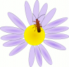 +bug+insect+pest+bug+on+a+flower+ clipart