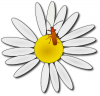 +bug+insect+pest+bug+on+flower+ clipart