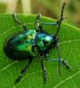 +bug+insect+pest+bug+on+leaf+glossy+photo+ clipart