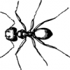 +bug+insect+pest+carpenter+ant+closeup+ clipart