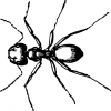 +bug+insect+pest+carpenter+ant+closeup+ clipart