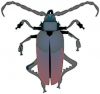 +bug+insect+pest+insect+bold+beetle+ clipart