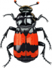 +bug+insect+pest+insect+bold+red+beetle+ clipart