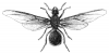 +bug+insect+pest+leafcutter+ant+ clipart