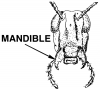 +bug+insect+pest+mandible+ clipart