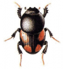 +bug+insect+pest+Caccobius+ clipart