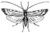 +bug+insect+pest+Caddis+Fly+ clipart