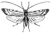 +bug+insect+pest+Caddis+Fly+ clipart