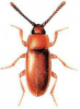 +bug+insect+pest+Caenoscelis+ clipart