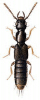 +bug+insect+pest+Cafius+ clipart