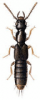 +bug+insect+pest+Cafius+ clipart