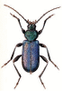 +bug+insect+pest+Callidium+ clipart