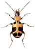 +bug+insect+pest+Callistus+ clipart