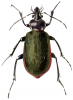 +bug+insect+pest+Calosoma+scrutator+ clipart