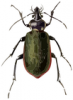 +bug+insect+pest+Calosoma+scrutator+ clipart