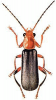 +bug+insect+pest+Cantharis+ clipart