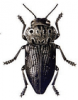 +bug+insect+pest+Capnodis+ clipart