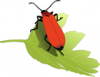 +bug+insect+pest+Cardinal+beetle+on+leaf+ clipart