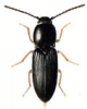 +bug+insect+pest+Cardiophorus+ clipart