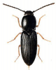 +bug+insect+pest+Cardiophorus+ clipart