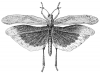 +bug+insect+pest+Carolina+locust+in+flight+ clipart