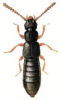 +bug+insect+pest+Carpelimus+ clipart