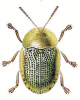 +bug+insect+pest+Cassida+ clipart