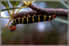 +bug+insect+pest+Caterpillar+2+ clipart