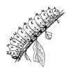 +bug+insect+pest+Caterpillar+worm+ clipart