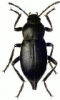 +bug+insect+pest+Cellar+Beetle+ clipart