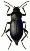 +bug+insect+pest+Cellar+Beetle+ clipart