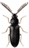 +bug+insect+pest+Cerophytum+ clipart