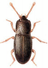 +bug+insect+pest+Cerylon+ clipart