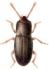 +bug+insect+pest+Cerylon+ clipart