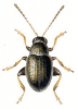 +bug+insect+pest+Chaetocnema+ clipart