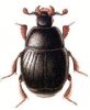 +bug+insect+pest+Chalcionellus+ clipart