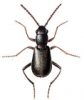 +bug+insect+pest+Charopus+ clipart