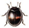 +bug+insect+pest+Chilocorus+ clipart