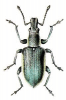 +bug+insect+pest+Chlorophanus+ clipart