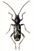+bug+insect+pest+Chlorophorus+ clipart
